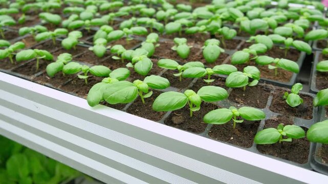 Microgreen business. Starting basil seedlings, small green sprouting plants in moist soil, nursery cells, developing leaf pairs. Herb growth. Plant nurturing from seed. Organic eco gardening ventures.