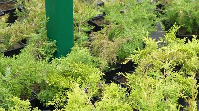 Potted evergreen trees nursery row. Green conifer saplings in orderly containers on black ground organized for sale. Evergreens growing in boxes, modern retail display, vibrant foliage, neatly trimmed