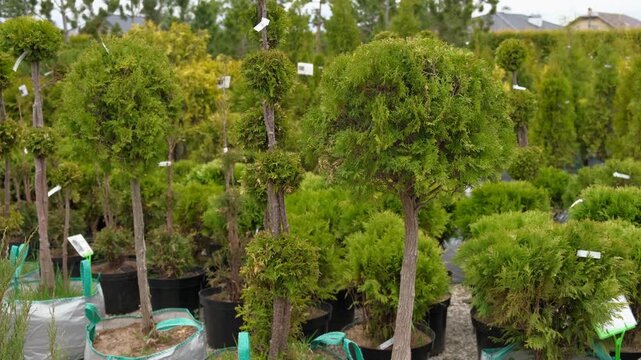 Potted evergreen trees nursery row. Green conifer saplings in orderly containers on black ground organized for sale. Evergreens growing in boxes, modern retail display, vibrant foliage, neatly trimmed