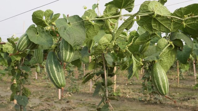 Cultivated Field of Ivy Gourd Vines with Striped Fruits on Trellises