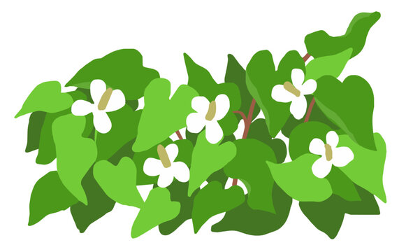ドクダミの花と葉のベクターイラスト