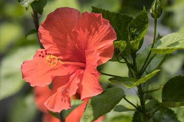 Close up Pollen of red Hibiscus rosa-sinensis © nitinut380