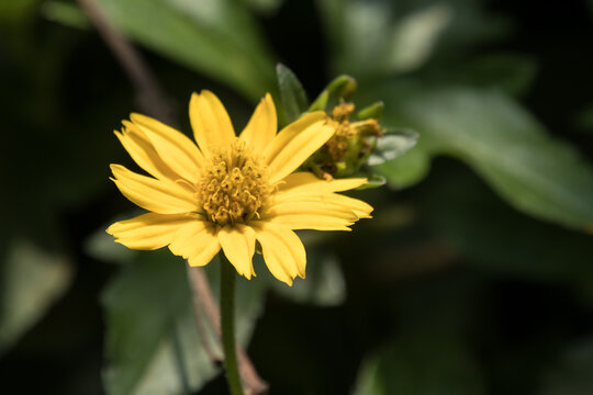Closeup Small Singapore daisy flower