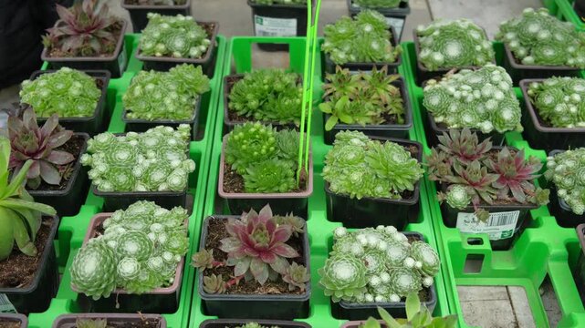 Retail display of potted succulents. Various echeveria and sedum rosettes for sale. Brightly greenhouse exhibit diverse succulent varieties in trendy store setting. Bright tones lighting. Plant shop