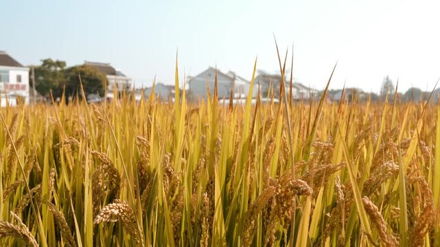 Ripening Rice Panicles in Sunlit Paddy Field