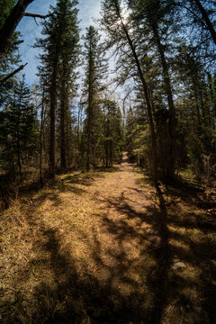 Wide angle vertical view along a walking trail in a northern pine forest with the sun shining through the trees 
