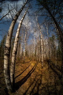 Wide angle distorted view of a hiking trail through a aspen park forest in the spring before there are leaves on the trees
