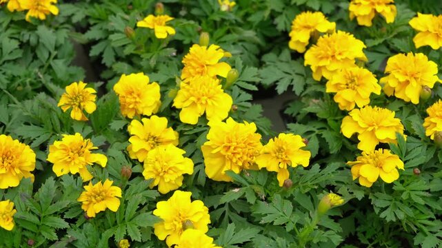 Tagetes. Marigold. Blooming orange-yellow flower heads and green leaves. Closeup of orange marigold flowers in full bloom and foliage. Garden nature background. Ornamental flowering plants. Flowerbed