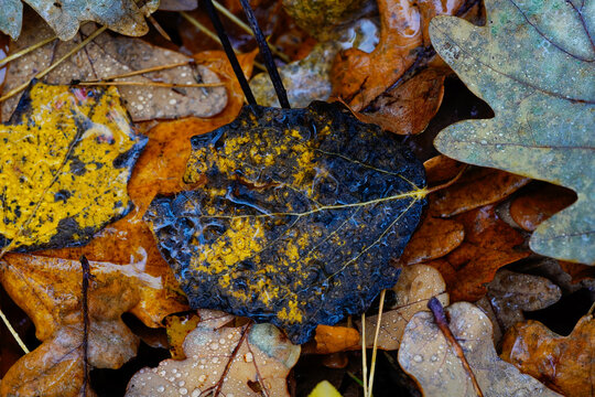 autumn leaves on the ground