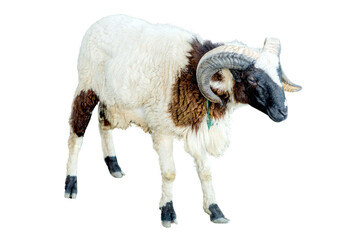 A ram with large curled horns isolated on transparent background © RifaldiMuhammadSalim