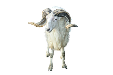 Portrait of a majestic white ram with large curved horns isolated on transparent background © RifaldiMuhammadSalim