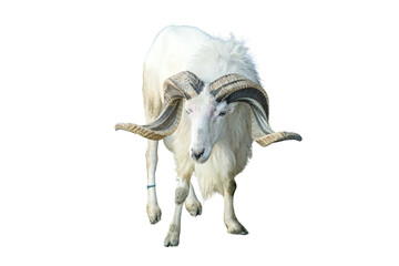 White ram with large curved horns isolated on transparent background © RifaldiMuhammadSalim