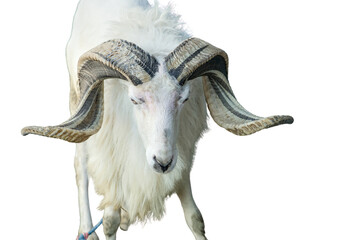 A majestic white ram with large curved horns isolated on transparent background © RifaldiMuhammadSalim