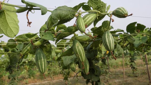 Striped Pointed Gourd Fruits Growing on Green Vine Plant