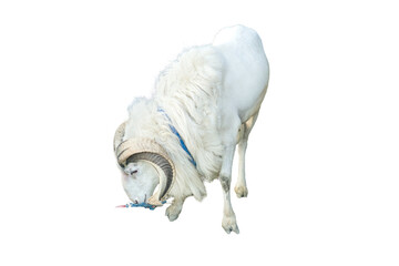 White ram with large curved horns isolated on transparent background © RifaldiMuhammadSalim