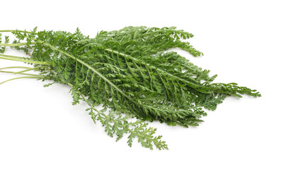 Green yarrow leaves on a white background. © ANASTASIIA
