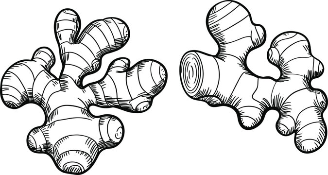 Hand drawn ginger root sketch vector illustration for herbal medicine, organic food and spice design