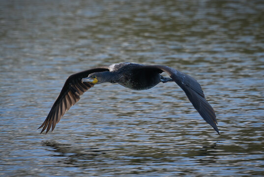 Species: Double-crested Cormorant | Family: Cormorant sp. | Quality: 0.646 | Rating: ****