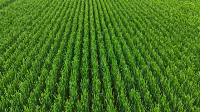 The scene shows a vast wheat field stretching towards the horizon with neatly arranged rows. The sky is clear, and the sun is shining on the green crops waiting to be harvested.