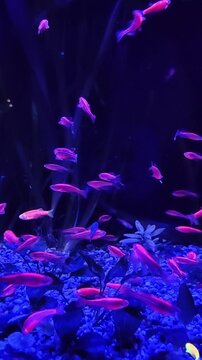 vibrant school genetically modified glowing fish swimming peacefully in dark aquarium illuminated by an ultraviolet light, creating beautiful and mesmerizing neon aquatic scene. vertical.