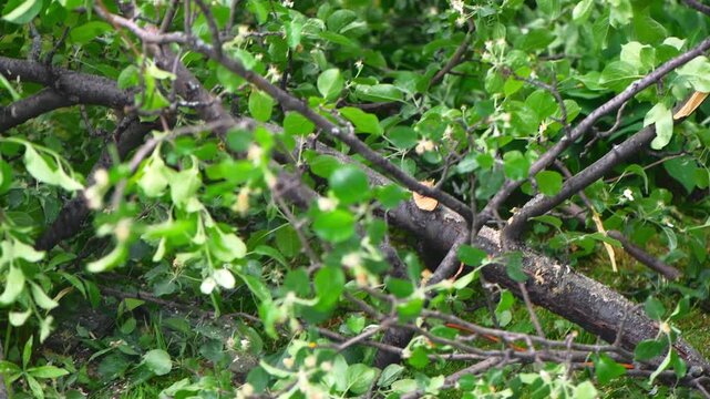 Handyman or arborist using a powerful chainsaw to cut a thick tree branch, generating sawdust and bark fragments flying in the air during landscaping work
