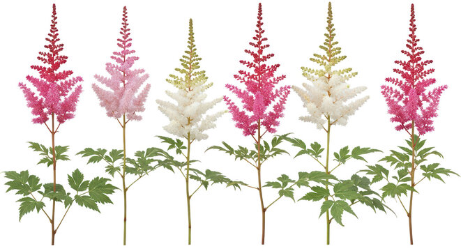 Vibrant Pink, Red & White Astilbe Flowers with Green Foliage for Garden Design