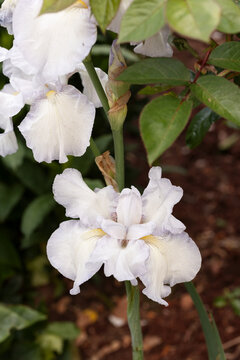White Bearded Iris Flower Blooming in Garden Close Up