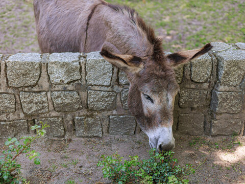 Adult domestic donkey Equus africanus asinus looking over stone wall outdoors. Concept of rural life, farm animal care and countryside atmosphere.