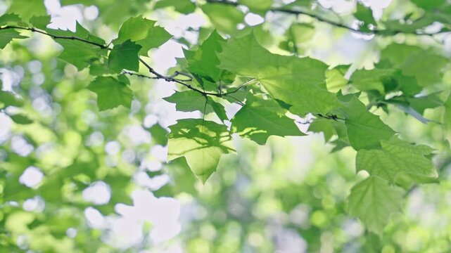 Sunlit Green Maple Leaves in Forest Canopy