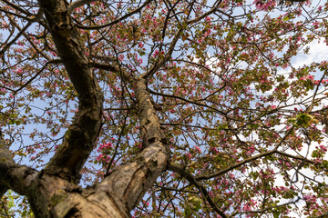 Fototapeta premium the first foliage and red petals on fragrant sweet cherry tree, numerous beautiful buds and flowers on the branches of a tree in an orchard in the warm spring season