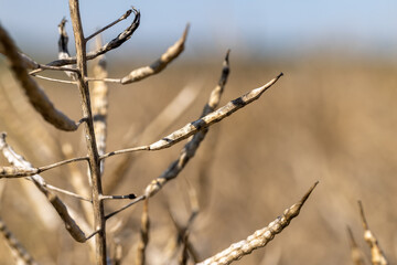 Fototapeta premium golden rapeseed in the field, rapeseed field
