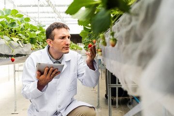 Scientist in a greenhouse inspects ripening strawberries with a tablet, monitoring crop health and...