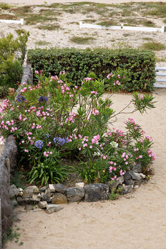 Flowerbed on the beach with oleander and flowering plants in La Turballe, Brittany, in summer