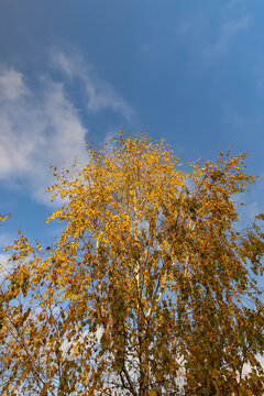 foliage on birch trees against the blue sky, indian summer