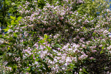 Fototapeta premium a shrub with red and white flowers in spring, soft focus