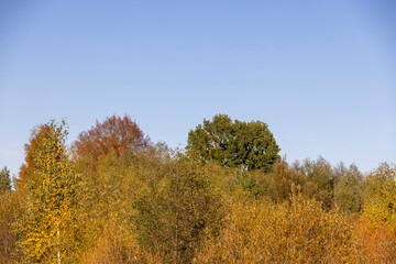 Fototapeta premium autumn beautiful landscape with different types of trees during sunset, calm weather without wind