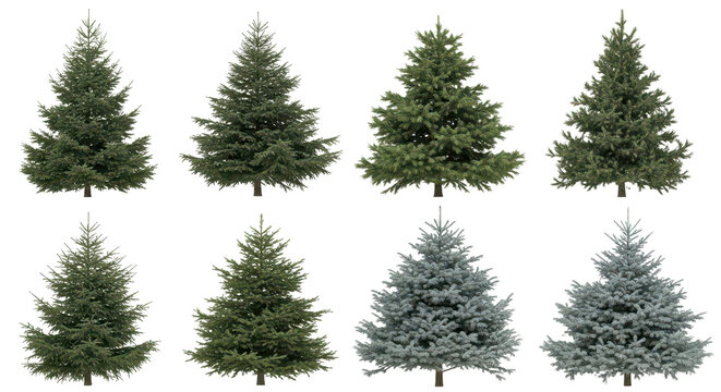 Eight Varieties of Evergreen Trees Including Pine, Fir, Spruce and Blue Spruce