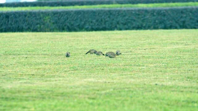 Wild ducks feeding on green grass field
