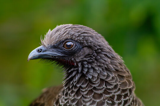 aves de Colombia 