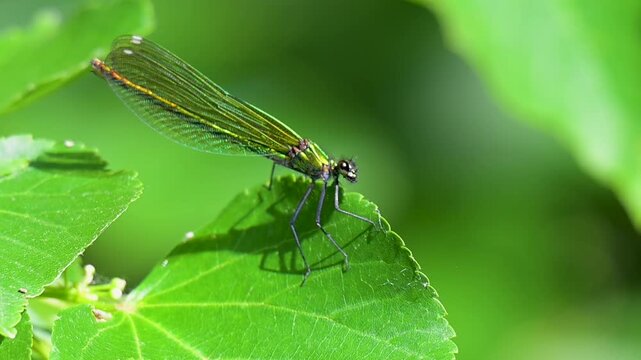 video of a beautiful dragonfly in summer