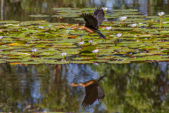 aves de Colombia 