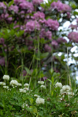 Fototapeta premium White clover flowers in the foreground with blurred rhododendrons