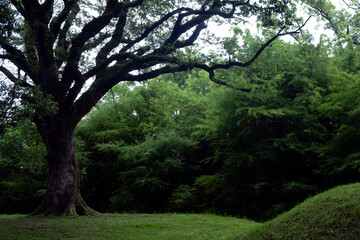 Large old tree standing on a grassy meadow edge © Maria