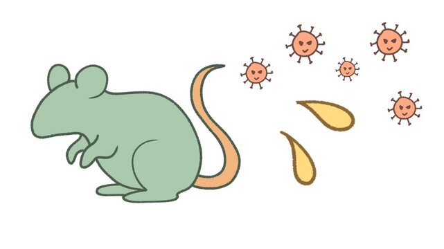 Hantavirus transmission from rat waste and urine concept