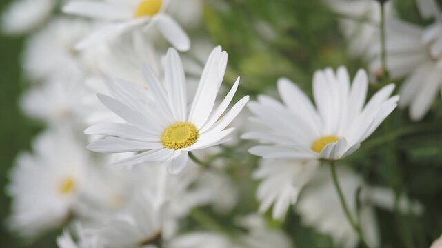 Soft cinematic footage of white daisies swaying in garden
