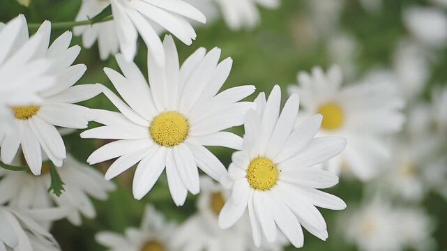Soft cinematic footage of white daisies swaying in garden