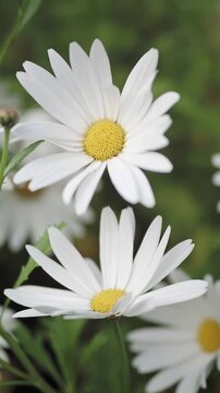 Soft cinematic footage of blooming daisies in natural green garden