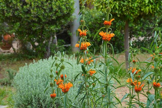 Lion&rsquo;s tail, or Leonotis Leonurus plants blooming at springtime