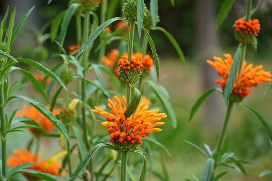 Lion&rsquo;s tail, or Leonotis Leonurus plants blooming at springtime