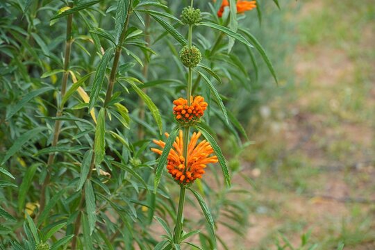 Lion&rsquo;s tail, or Leonotis Leonurus plant flowers blooming at springtime
